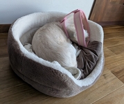 「待ってね」を減らしたくて。愛犬のお世話から見直した収納